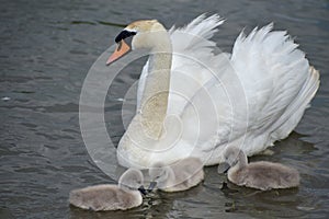 Adult swan swimming with cygnets, Abbotsbury Swannery