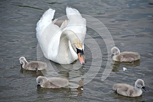 Adult swan swimming with cygnets, Abbotsbury Swannery