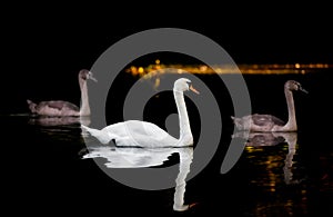 Adult Swan With Two large Cygnets On Dark Water