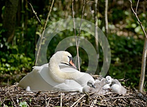 Adult swans and cygnets, Swannery at Abbotsbury