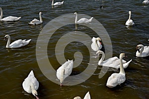 Adult swans and cygnets, Swannery at Abbotsbury