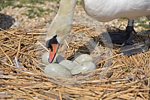 Adult swans and cygnets, Swannery at Abbotsbury