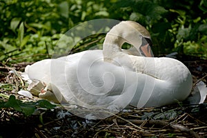 Adult swans and cygnets, Swannery at Abbotsbury