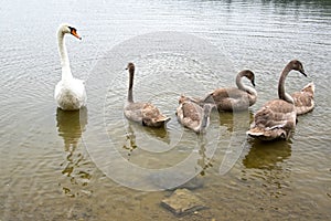 Adult swans and swan children on the river, happy bird family
