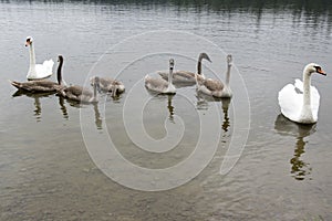 Adult swans and swan children on the river, happy bird family