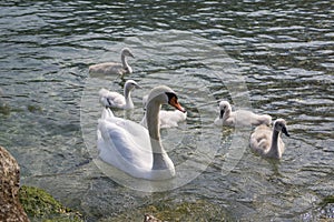 Adult swans and swan children on Lago di Garda lake, happy bird family