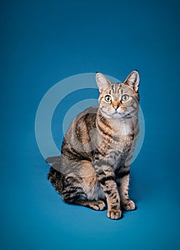 Adult tabby cat sitting on a blue background