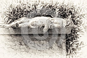 An adult tabby cat sleeping with sunbathing on a low wall