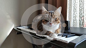 An adult tabby cat on a synthesizer, a domestic cat resting on a musical instrument
