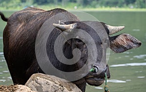 Tamaraw or Mindoro Dwarf Buffalo chilling by the lake photo