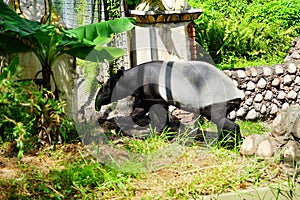 The adult tapir