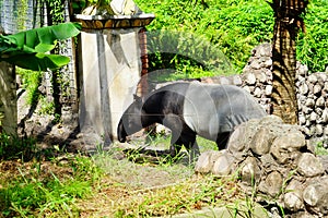 The adult tapir