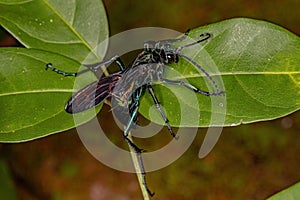 Adult Tarantula-hawk Wasp