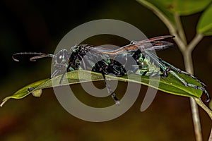 Adult Tarantula-hawk Wasp