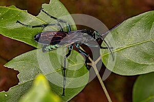 Adult Tarantula-hawk Wasp