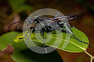 Adult Tarantula-hawk Wasp