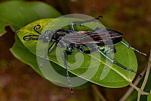 Adult Tarantula-hawk Wasp