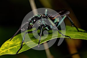 Adult Tarantula-hawk Wasp