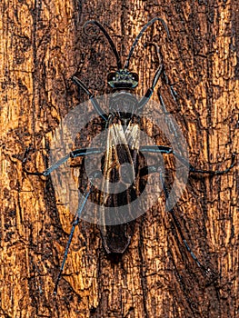 Adult Tarantula hawk Wasp