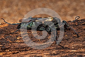 Adult Tarantula hawk Wasp