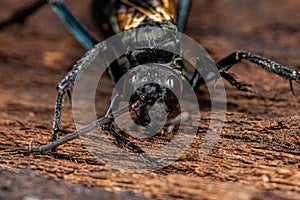 Adult Tarantula hawk Wasp