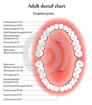 Adult Teeth anatomy