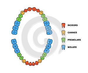 Adult teeth dentition anatomy with descriptions. Upper and lower jaw parts - incisor, canine, premolar and molar teeth
