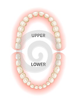 Adult teeths sheme, upper and down jaws on white