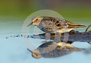 Adult Temminck\'s stint freezes and hides from predators near small island in shallow blue waters of lake