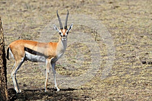 The adult Thomson`s gazelle