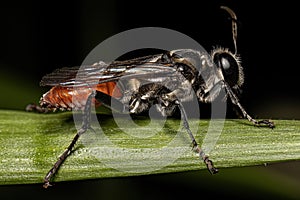 Adult Thread-waisted Wasp