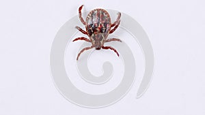 Adult tick crawling on white background. Tick causing lyme desease and borreliosis.