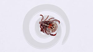 Adult tick crawling on white background. Tick causing lyme desease and borreliosis.