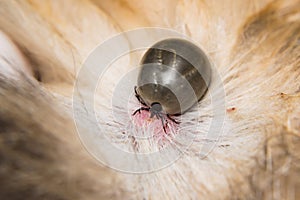 Adult tick on the skin surface of a cat, before lay eggs