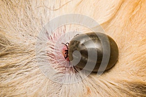 Adult tick on the skin surface of a cat, before lay eggs