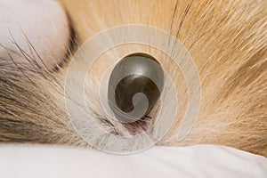 Adult tick on the skin surface of a cat, before lay eggs