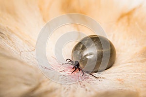 Adult tick on the skin surface of a cat, before lay eggs