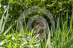 Adult tiger cat in green grass with a harsh facial expression in summer afternoon. The cat is ambushed and hunted.