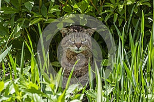 Adult tiger cat in green grass with a harsh facial expression in summer afternoon. The cat is ambushed and hunted.