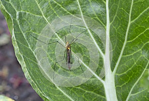 Adult Tiger Crane Fly