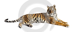 Adult Tiger isolated