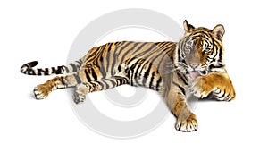 Adult Tiger isolated