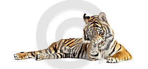 Adult Tiger isolated