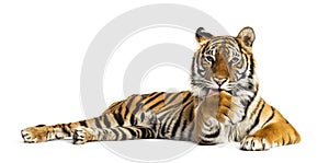 Adult Tiger isolated