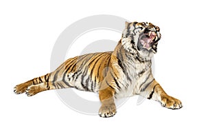 Adult Tiger isolated