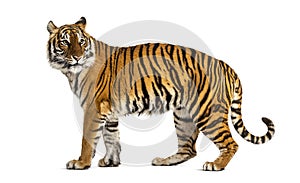 Adult Tiger isolated