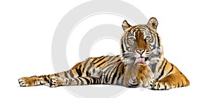 Adult Tiger isolated