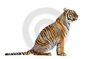 Adult Tiger isolated