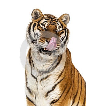 Adult Tiger isolated