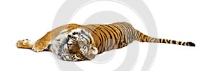 Adult Tiger isolated